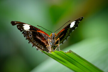 Close-Up of a Colorful Butterfly Resting on a Leaf in a Tropical Habitat