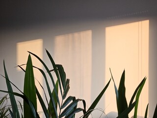 A soft play of shadows cast on a wall during the golden hour. The gentle light of sunset highlights...