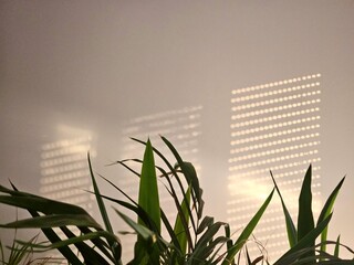 A soft play of shadows cast on a wall during the golden hour. The gentle light of sunset highlights...