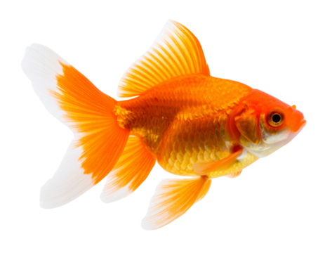 Straight-On EV Charger Plug with Curved Cable, Centered Front View, Isolated on Transparent Background - Side View of Swimming Goldfish with Flowing Fins, Isolated on Transparent Background
