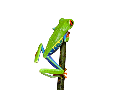 Red-Eyed Tree Frog from Behind in Crouching Pose with Splayed Limbs – Transparent PNG