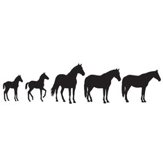 Horse transformation silhouette