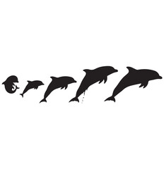 Dolphin silhouette