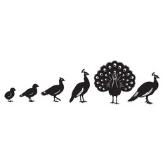 Peacock life cycle silhouette set