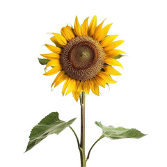 Obraz premium Bright Single Sunflower with Green Leaves Isolated on White Background
