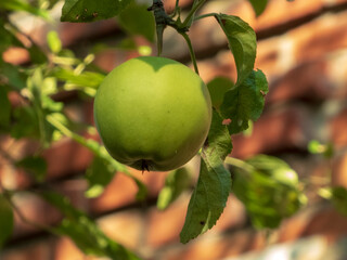 A ripe green apple hanging on a tree branch.