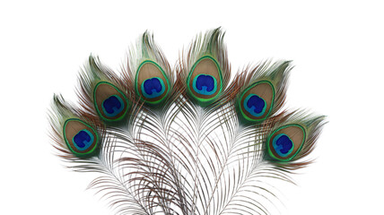 Mor Pankh, the sacred peacock feathers of Lord Krishna.
