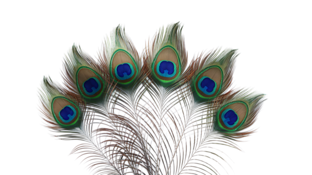 Mor Pankh, the sacred peacock feathers of Lord Krishna.

