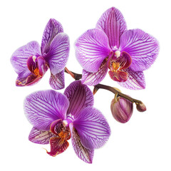 Fototapeta premium Beautiful Purple Orchid Flower with Delicate Petals and Details