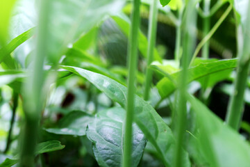 Lush Green Plant Stems