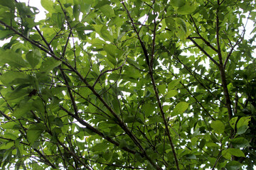Lush Green Tree Canopy