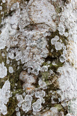 Fototapeta premium White and Green Lichen on Tree Bark