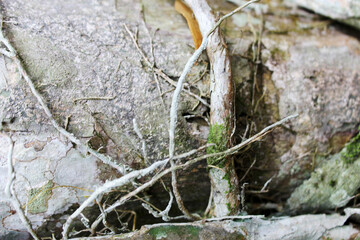 Tree trunk with intertwined vines and moss