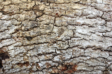 Cracked and weathered tree bark texture