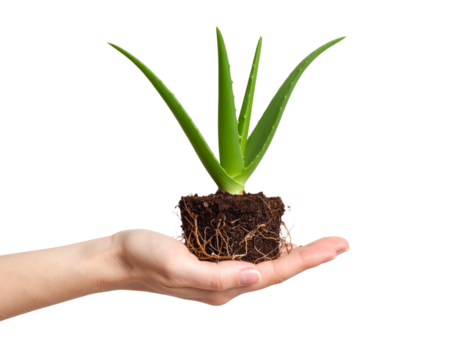 Hand Holding Aloe Vera Stem with Roots Exposed – Planting and Growth Concept, PNG Transparent (2) - Powered by Adobe