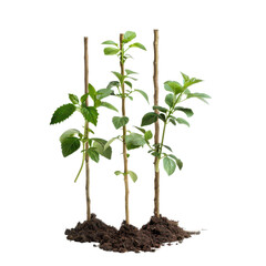 Fresh Green Plants Growing with Wooden Stakes for Support