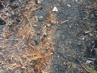 The image shows a close-up of dry, cracked, and rocky ground with patches of brown and green grass.