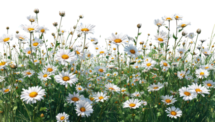 A vibrant field of white daisies