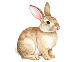 Obraz premium Sitting Brown Watercolour Bunny with Floppy Ears, Gentle Expression, Isolated Clipart