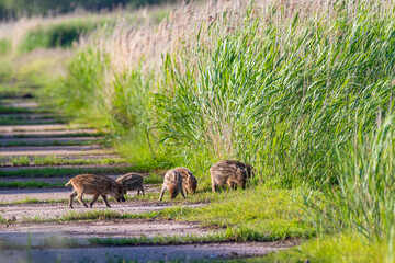 Wildschwein Frischlige am Pramort.