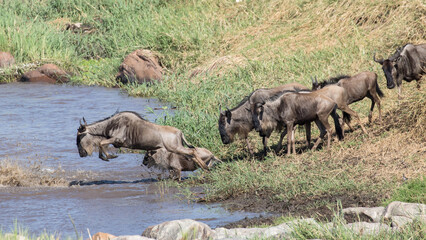 Wildebeest migration crossing Mara River Serengetti National Park