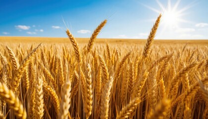 a wheat field on the background Golden wheat crop with sunlight