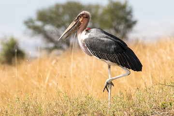 Marabou stork