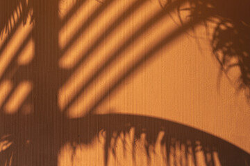 Palm Leaf Shadows on Textured Wall in Warm Evening Light