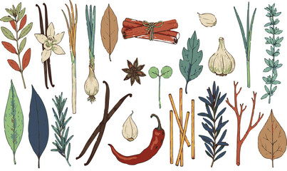 Herbs and spices set for cooking, isolated vector illustration