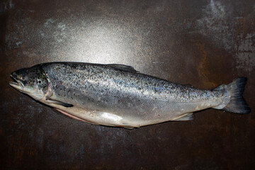 Fresh Atlantic salmon close-up on a black background.
