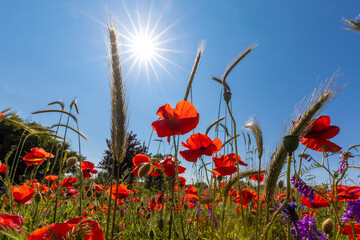 Feld mit Mohnblumen und Kornblumen auf dem Hohen Ufer zwischen Ahrenshoop und Wustrow.