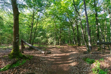 Radweg durch den Darßer Wald zum Darßer Weststrand.