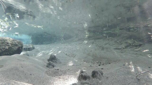 Beautiful spring water and killifish