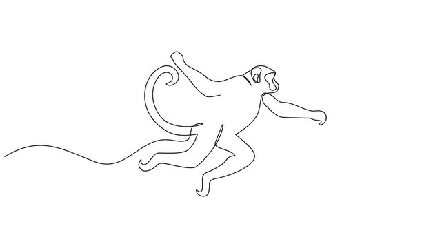 Animated self drawing of continuous one line drawing monkey vector outline. Full length animated