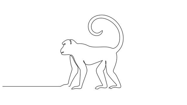 Animated self drawing of continuous one line drawing monkey vector outline. Full length animated