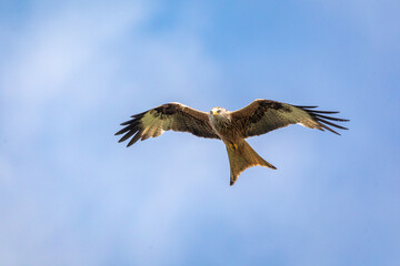 Fliegender Rotmilan.