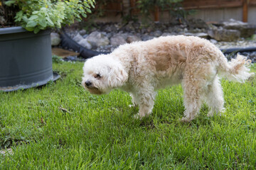 Pudel Mischling im Garten