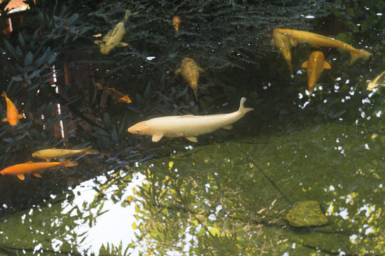 Goldfische im Gartenteich