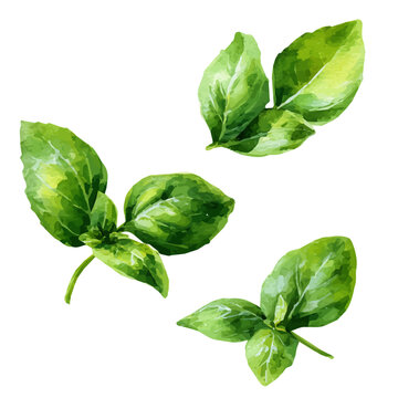 Botanical green basil leaves in diagonal artwork in a dreamy watercolor style, AI-assisted vector design in EPS format, isolated against a pure white background.