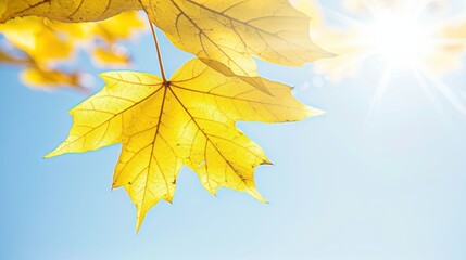 Bright yellow maple leaves illuminated by sun against a clear blue sky, showcasing vibrant autumn colors