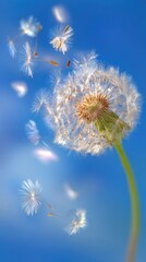 Naklejka premium floral background with white fluffy dandelion flowers on blue background