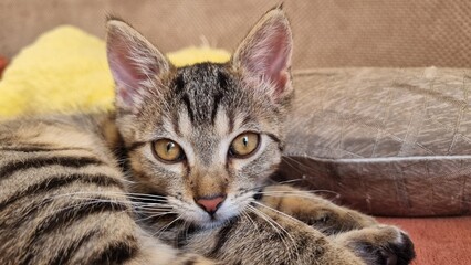 Small grey kitten relaxing at home. Close up. 