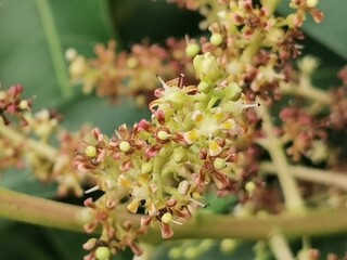 
A close-up photograph of small, detailed mango flowers in various stages of bloom, with a soft-focus background of green leaves.