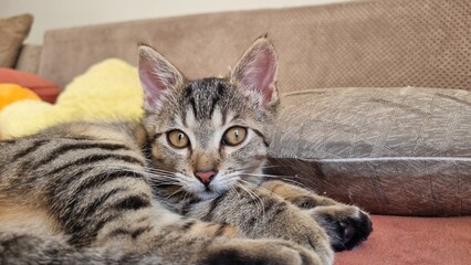 Small grey kitten relaxing at home. Close up. 