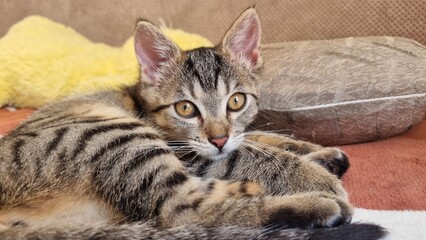 Small grey kitten relaxing at home. Close up. 