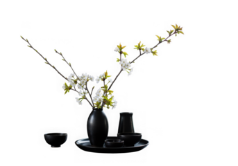 Elegant white cherry blossoms in a dark vase isolated on transparent background