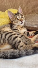 Small grey kitten relaxing at home. Close up. 