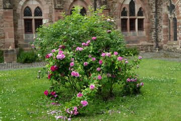 Naklejka premium rose rot naur pflanze