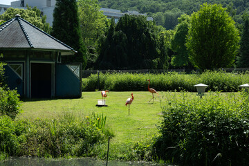 flamingo tier natur herde