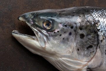 Raw salmon head close-up with detailed texture